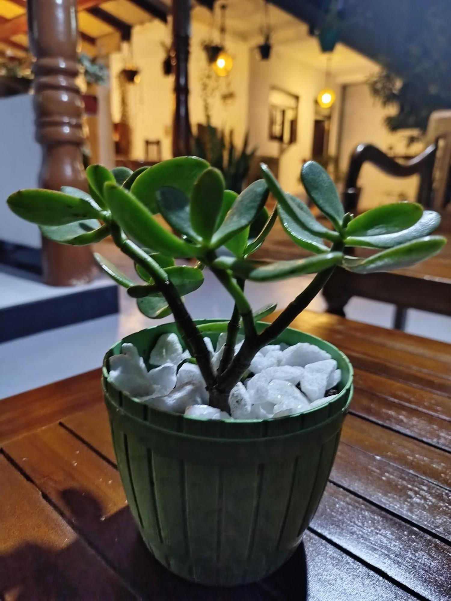 Little Villa Guest House 아항가마 외부 사진
